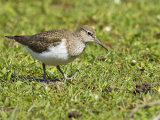 Common Sandpiper (Actitis hypoleucos)
