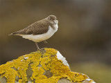 Common Sandpiper