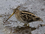 Snipe