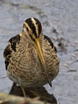 Snipe