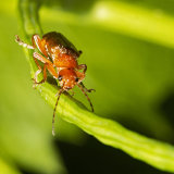 Rhagonycha fulva