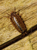 Common Striped Woodlouse