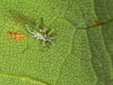 Aphids