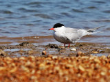 Common Tern