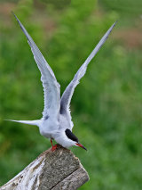 Common Tern