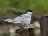 Common Tern
