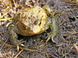 Common Toad