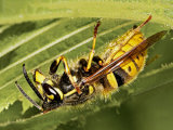 Common Wasp