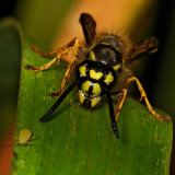 Common Wasp