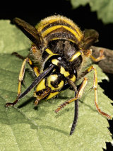 Common Wasp