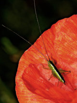 Short-winged Conehead Nymph