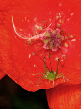 Short-winged Conehead Nymph