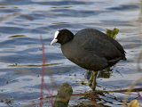 Coot (Fulica atra)