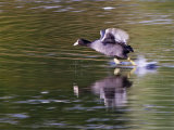 Coot (Fulica atra)