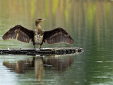 Cormorant (Phalacrocorax carbo)