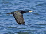Cormorant (Phalacrocorax carbo)