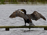 Boobies, Gannets & Cormorants