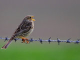 Corn Bunting