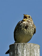 Corn Bunting (Miliaria or Emberiza calandra)