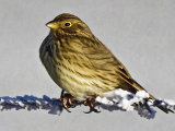Corn Bunting (Miliaria or Emberiza calandra)