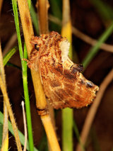 Coxcomb Prominent