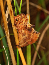 Coxcomb Prominent