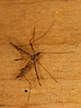 True Flies & Hover-flies