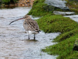 Curlew