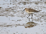 Curlew Sandpiper