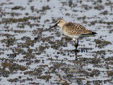 Curlew Sandpiper