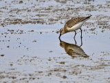 Curlew Sandpiper