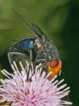 Cynomya mortuorum
