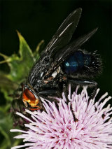Cynomya mortuorum