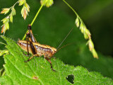 Dark Bush-cricket