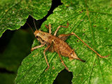 Dark Bush-cricket