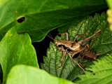Dark Bush-cricket