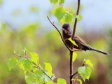 Dartford Warbler