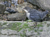 Dipper (Cinclus cinclus)