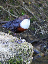 Dipper