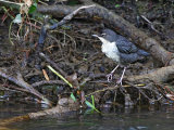 Dipper (Cinclus cinclus)