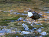 Dipper (Cinclus cinclus)