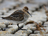 Dunlin