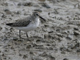 Dunlin