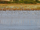 Dunlin