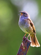 Dunnock (Prunella modularis)