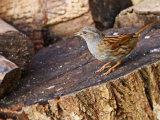 Dunnock (Prunella modularis)