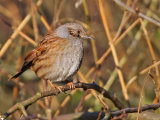 Dunnock (Prunella modularis)