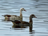 Egyptian Geese (Alopochen aegyptiacus)