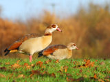 Egyptian Goose