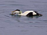 Eider